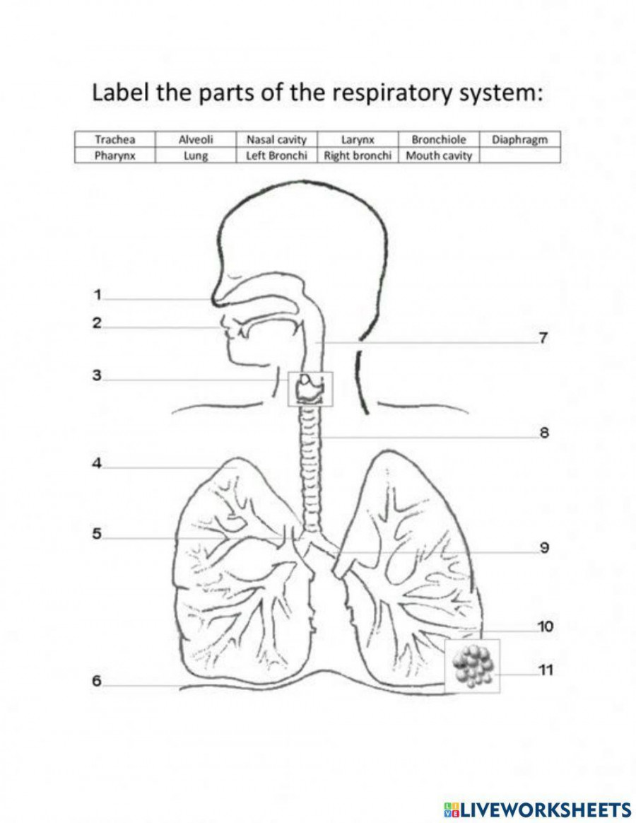 Respiratory system labeling worksheet  Live Worksheets