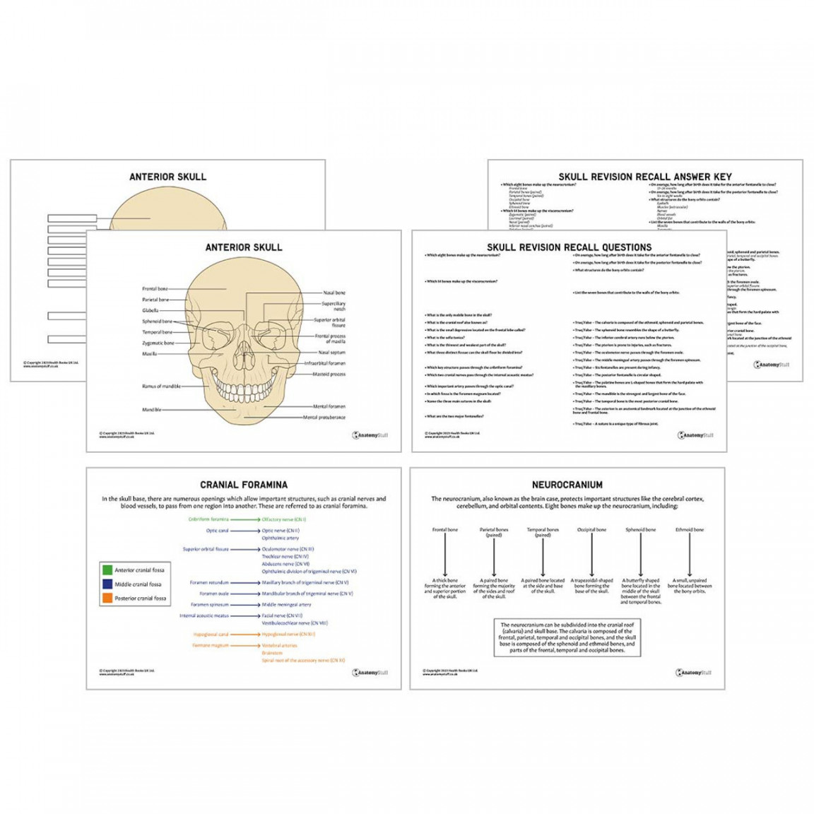 Skull Anatomy Revision Worksheets (Interactive and Printable PDFs