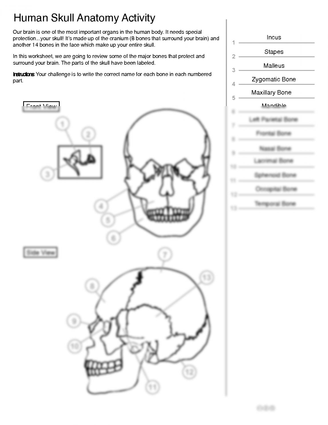 SOLUTION: Human Skull Anatomy Diagram with Labelings Worksheet