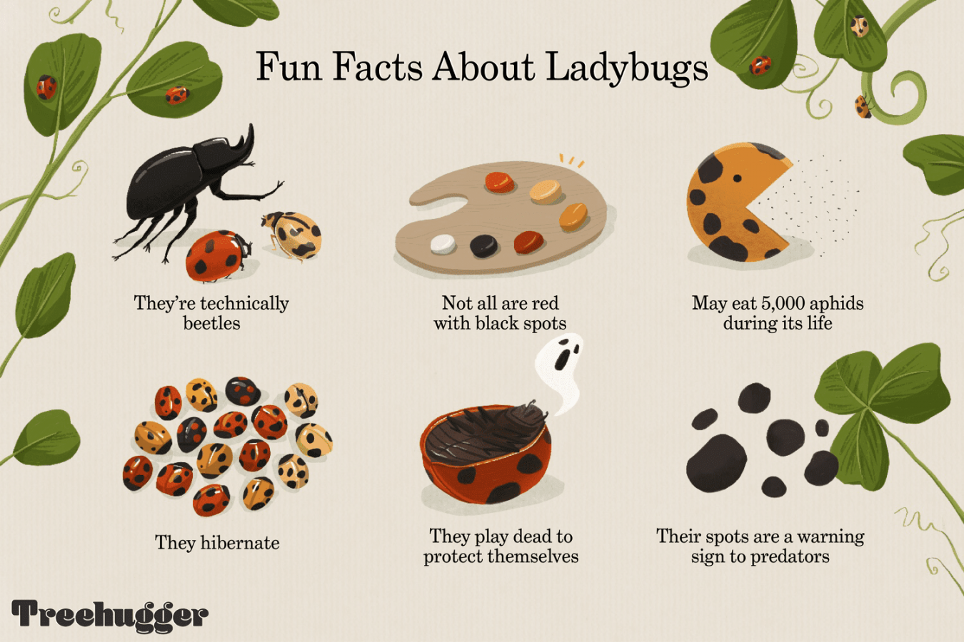 Surprising Facts About Ladybugs