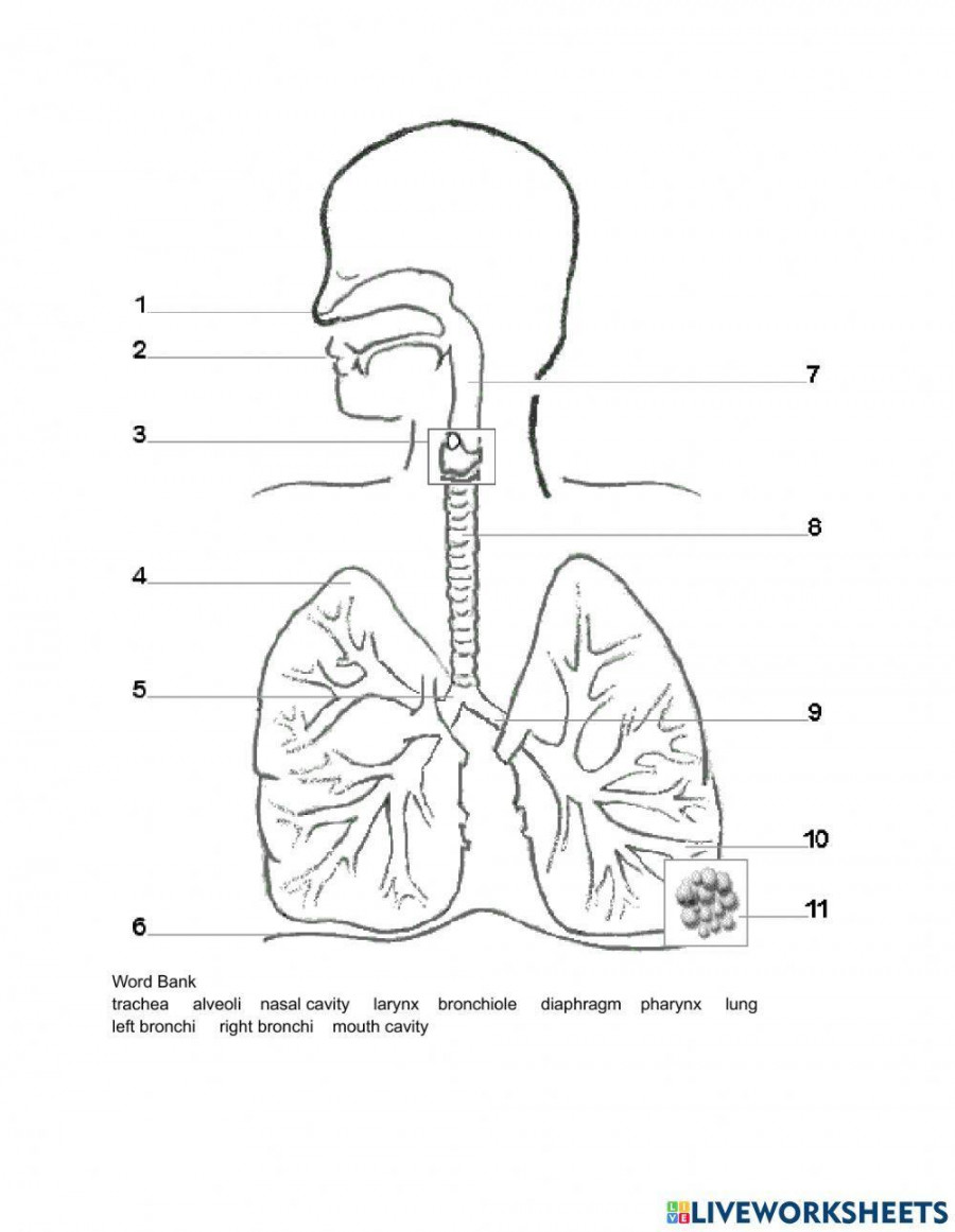 The Respiratory System Diagram worksheet  Live Worksheets