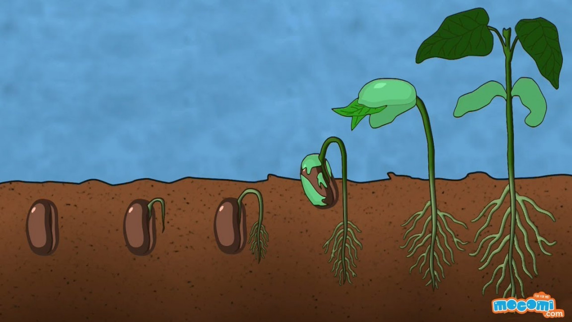 What is Germination of Seed - Plant Science for Kids  Educational Videos  by Mocomi