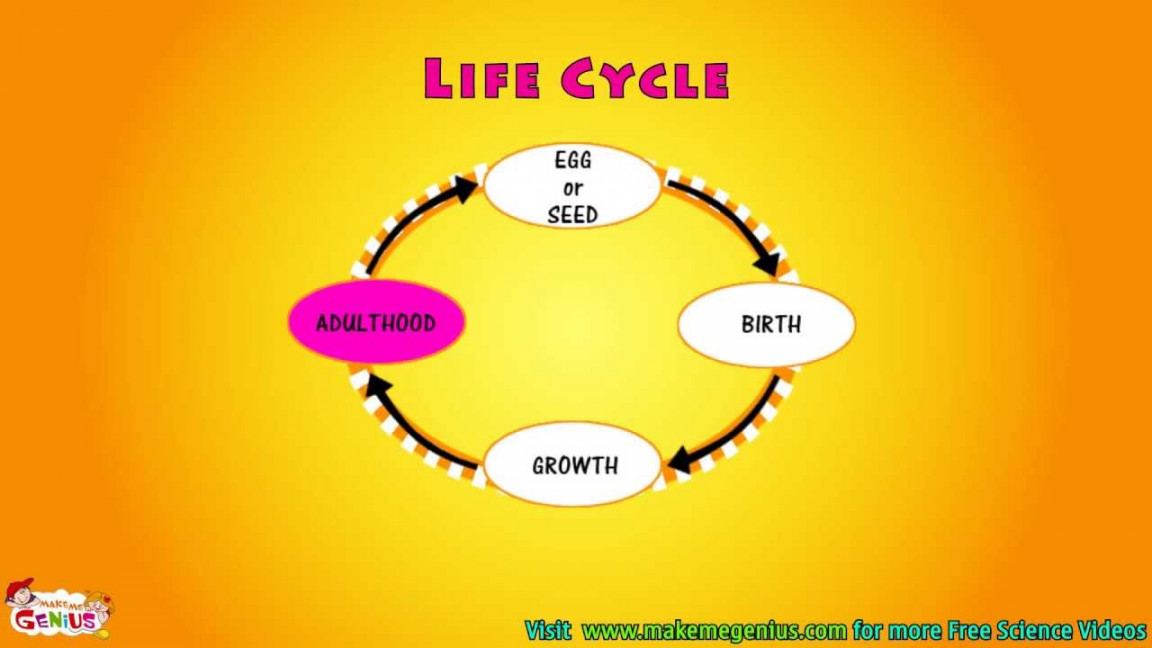 What is Life Cycle Video for kids