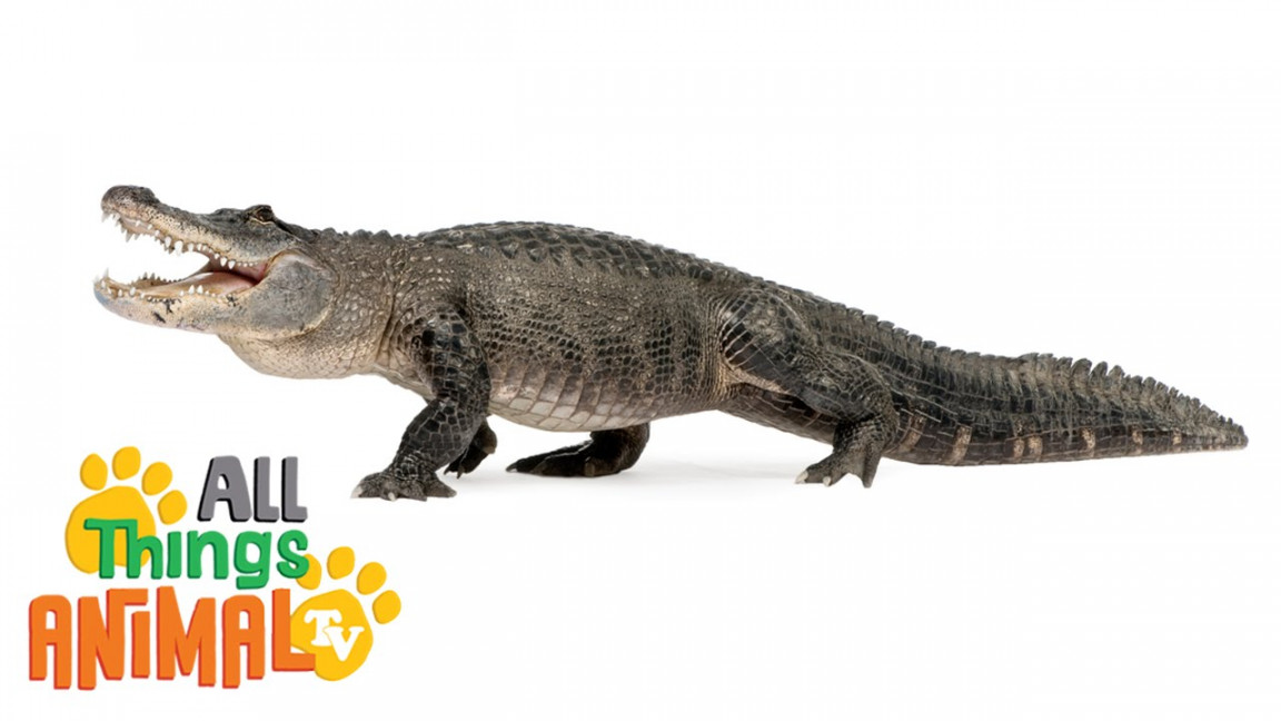 * ALLIGATOR *  Animals For Kids  All Things Animal TV