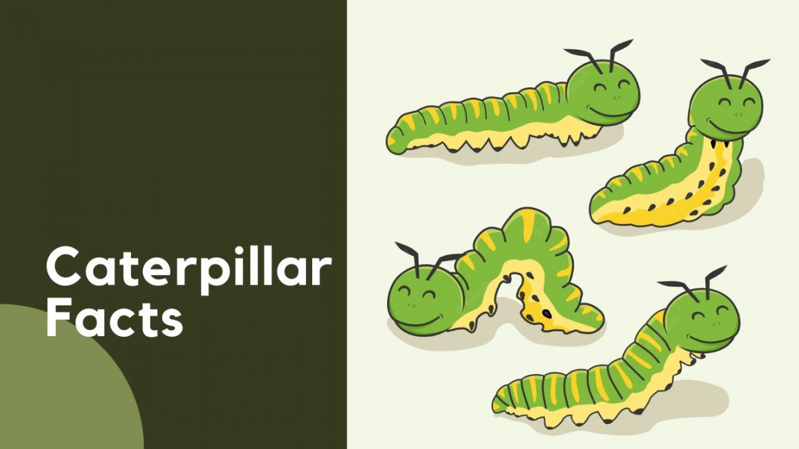 Caterpillar Facts  Insect Facts