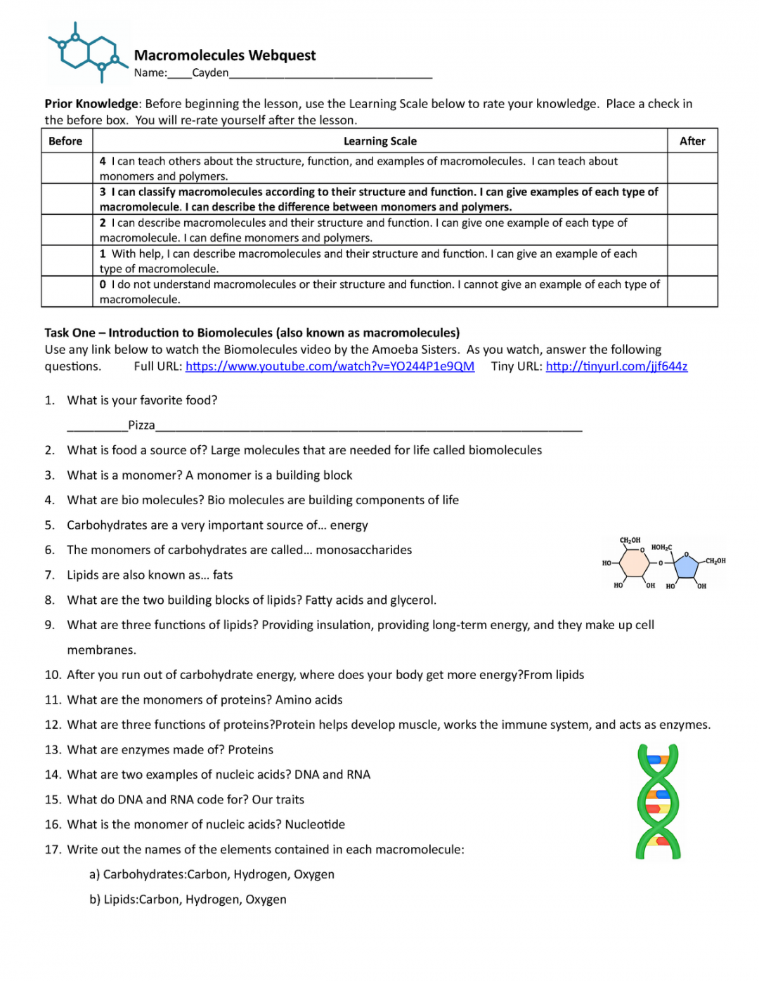 Cayden Mendez - Macromolecules Web Quest Student Handout - Online