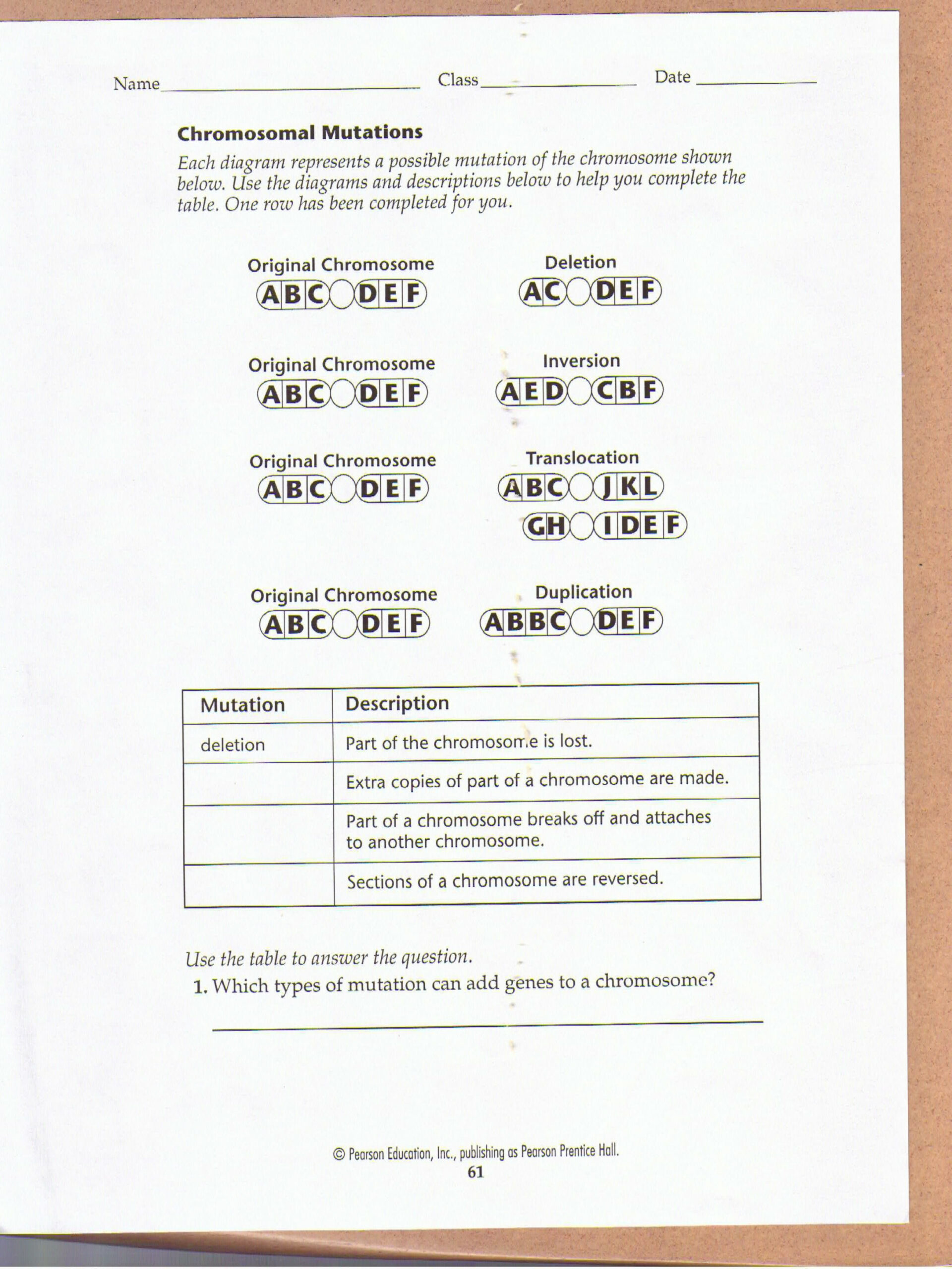 Chromosomal Mutations Worksheet  Biology worksheet, Word problem