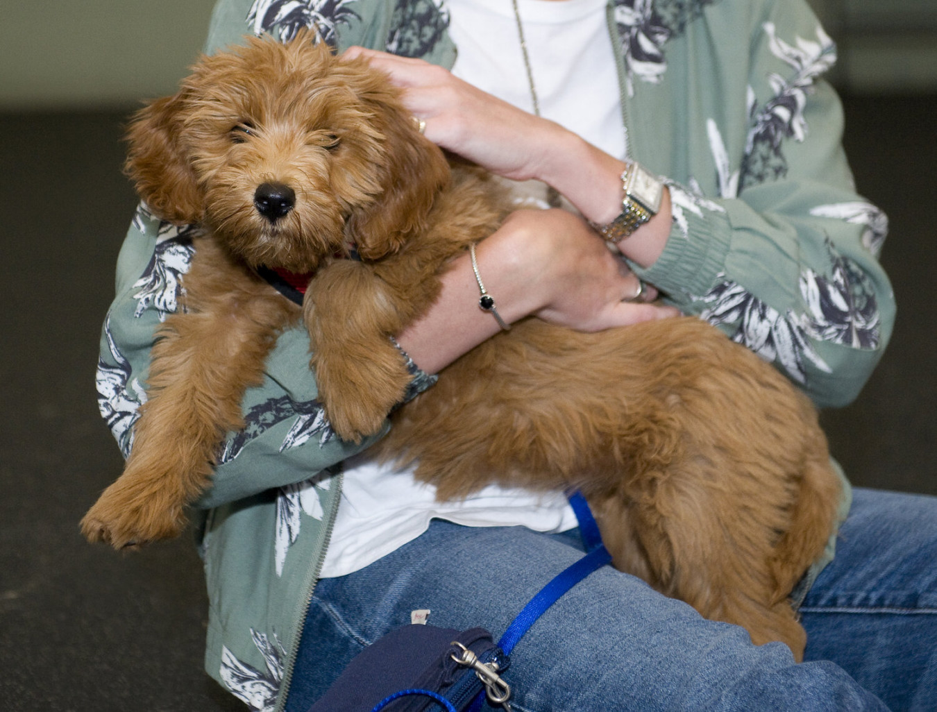 Dog Training Madison Puppy and Beginner Classes  St