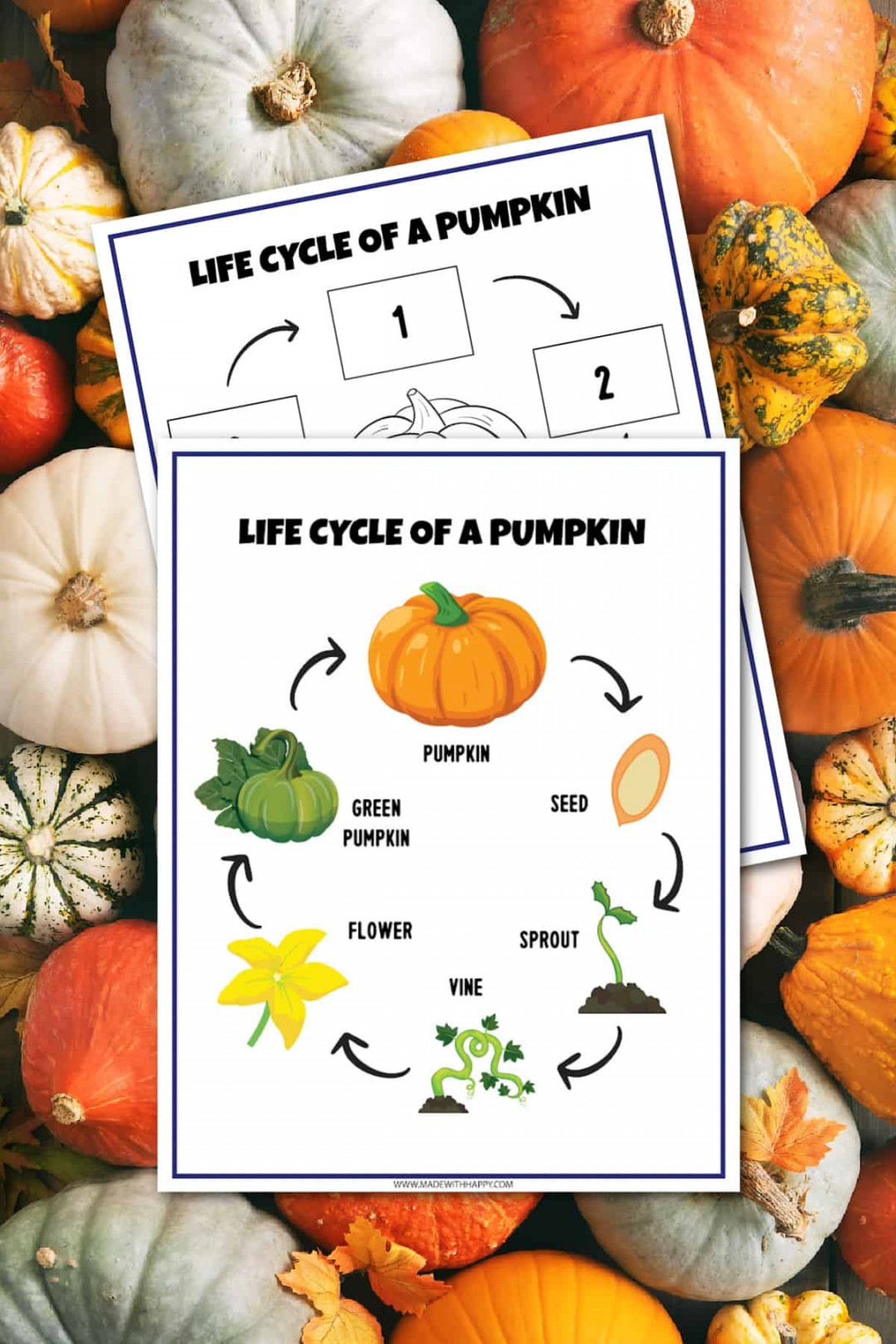 FREE Life Cycle of a Pumpkin Worksheet - Made with HAPPY