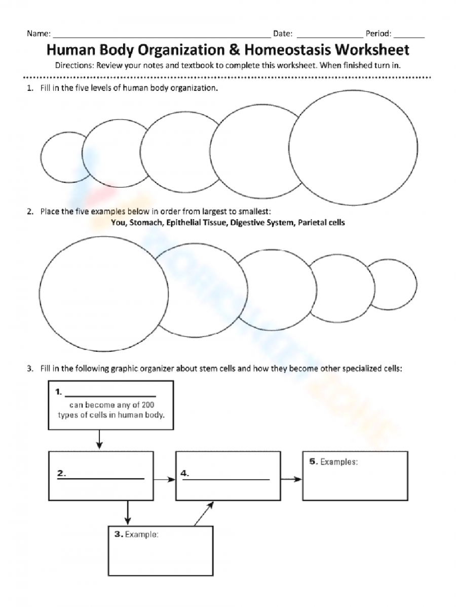 Free Printable Homeostasis Worksheets for Students