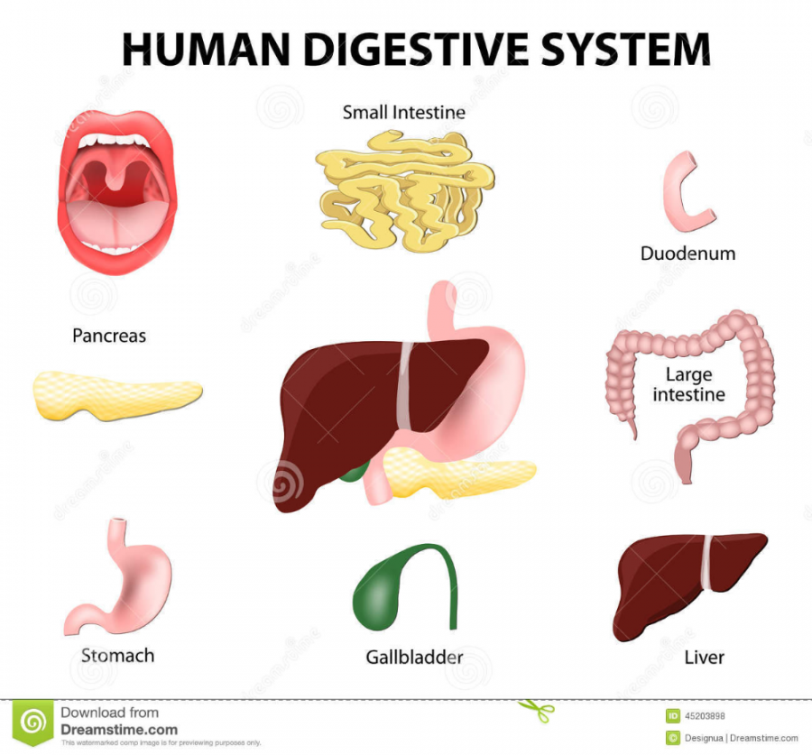 Human Digestive System