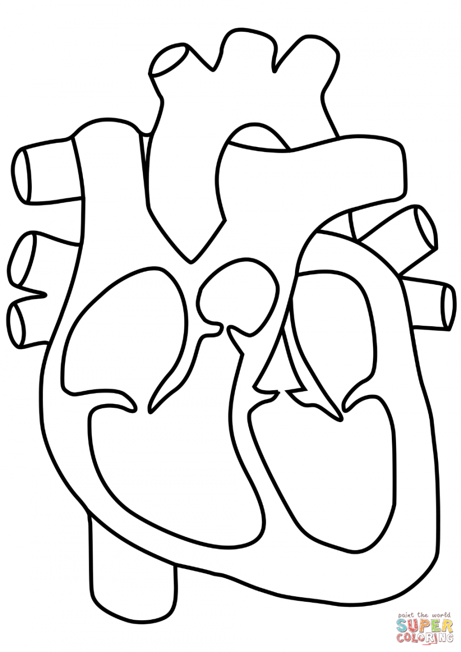 Human Heart coloring page  Free Printable Coloring Pages  Heart