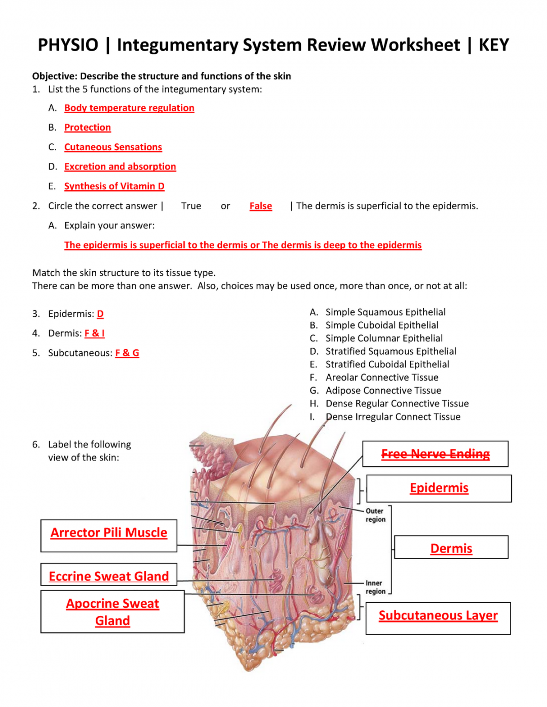 Integumentary System Review Worksheet KEY ( Physio) -