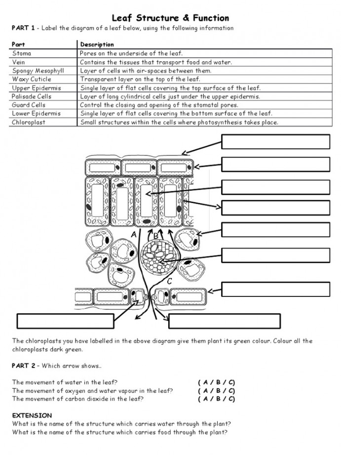 Leaf Structure Worksheet  PDF  Stoma  Leaf