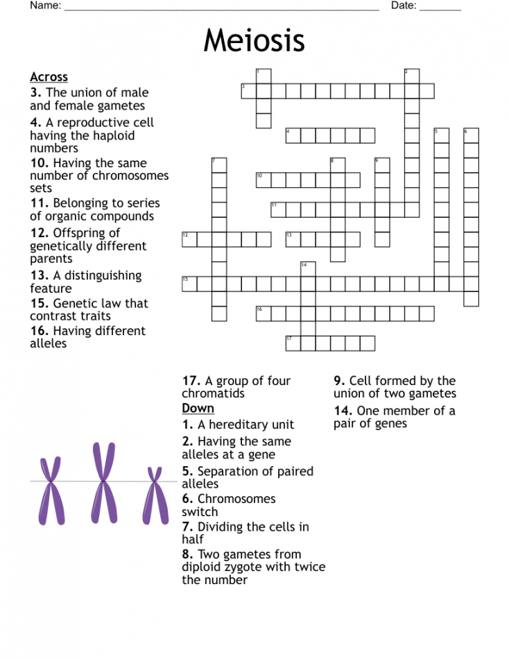 Meiosis Crossword - WordMint