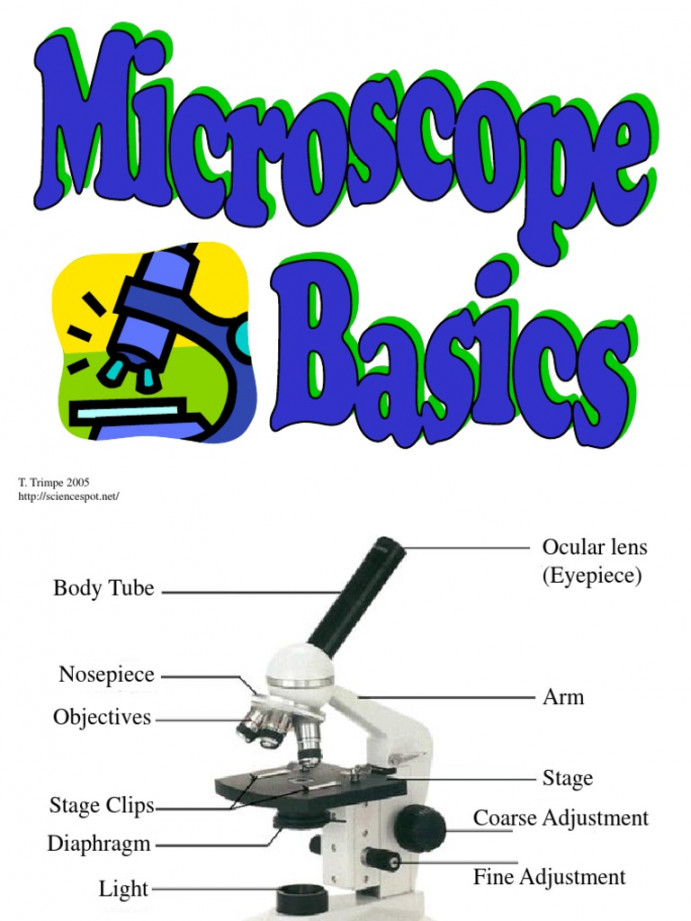 Microscope Basics  PDF