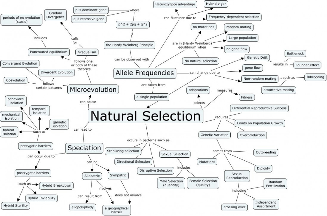 natural selection  Evolution concept map, Concept map, Natural