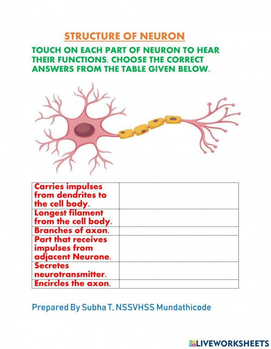 Neuron Structure & Function worksheet  Live Worksheets