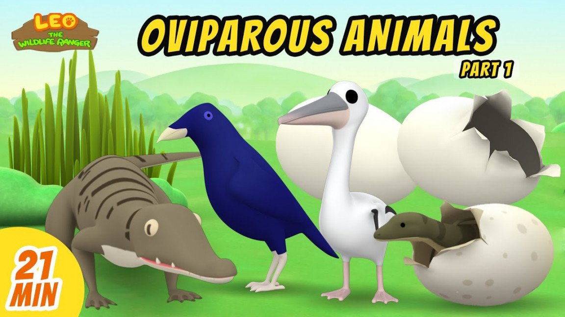 Oviparous Animals Minisode Compilation (Part /) - Leo the Wildlife Ranger   Animation  For Kids