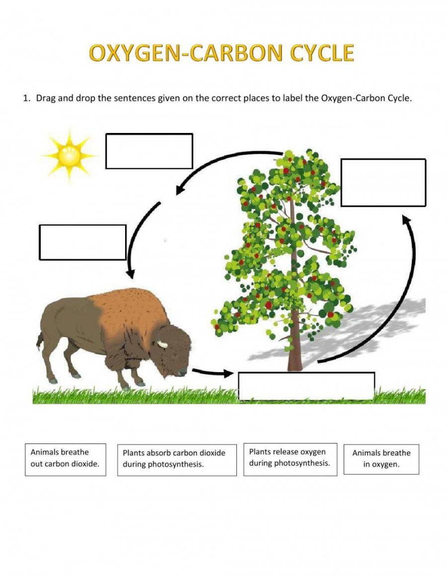 Oxygen-Carbon Cycle worksheet  Live Worksheets