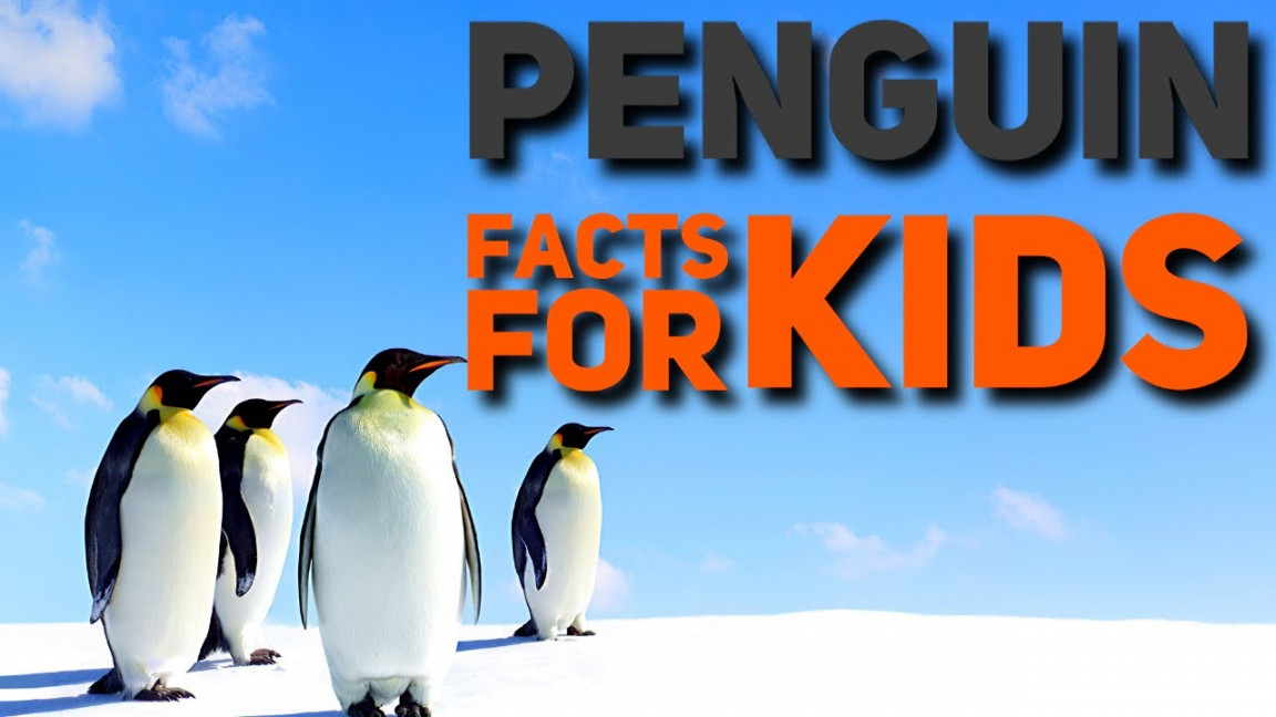 Penguin Facts for Kids  Penguin Facts for Kindergarten