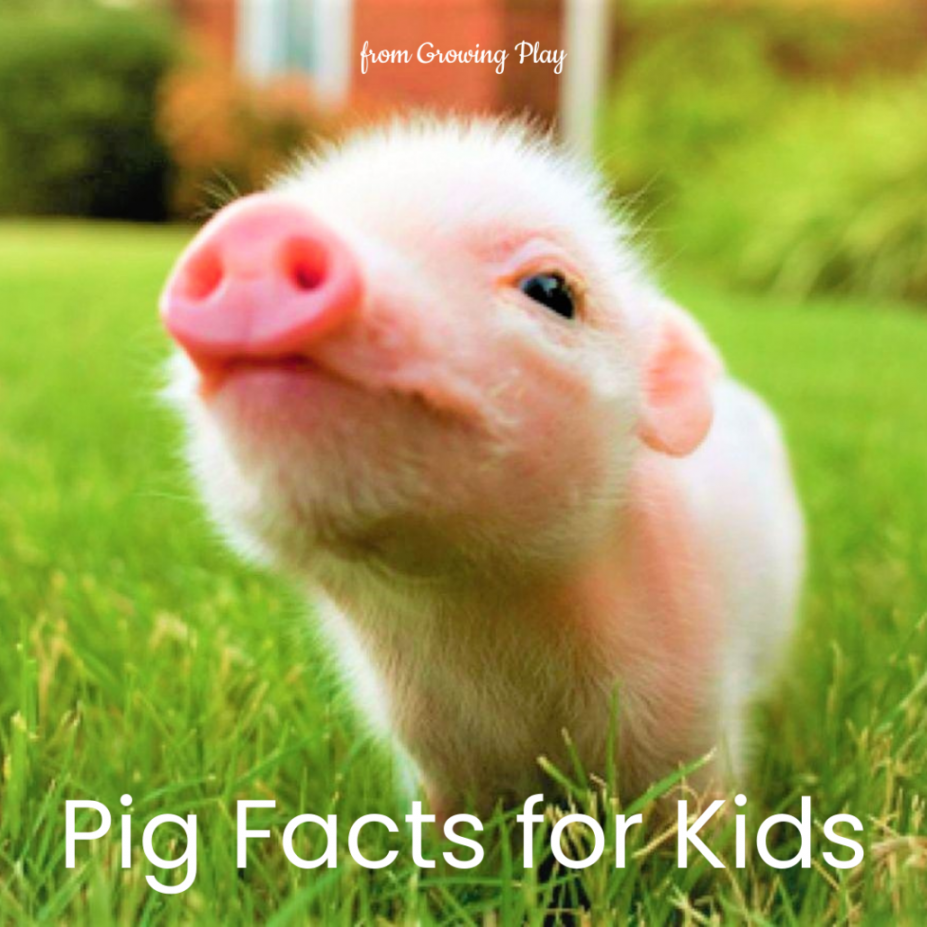 Pig Facts for Kids - Growing Play