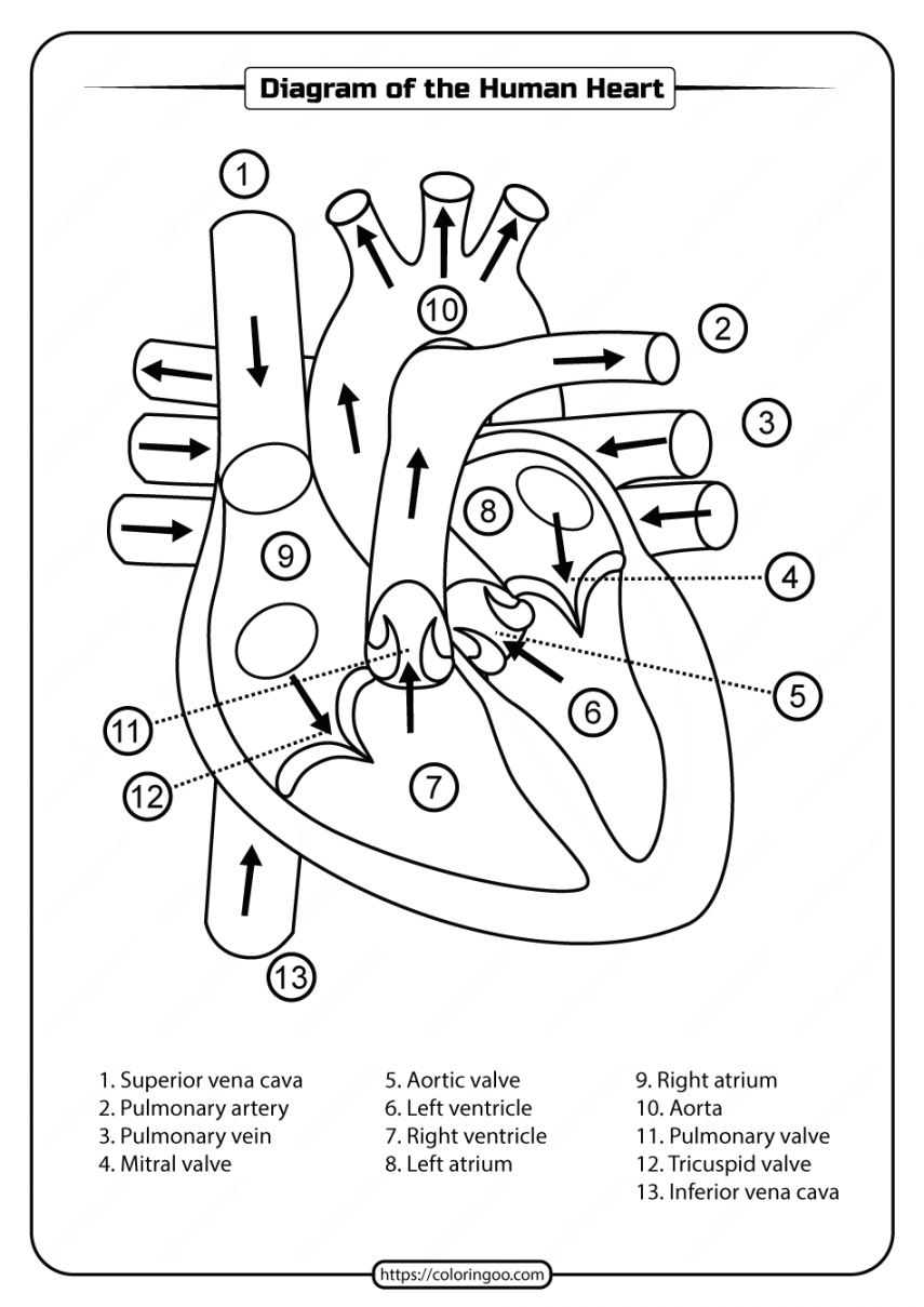 Printable Diagram of the Human Heart Pdf Worksheet  Heart diagram