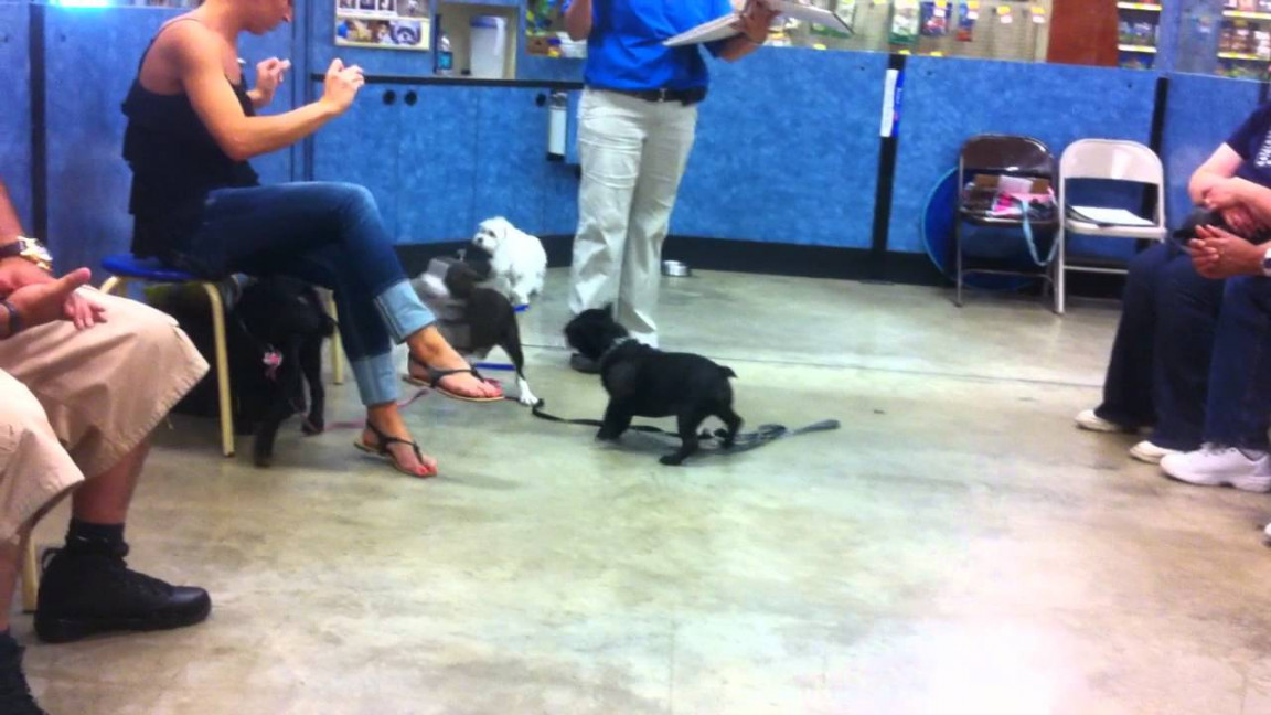 Puppy training class at Petsmart Level  - YouTube