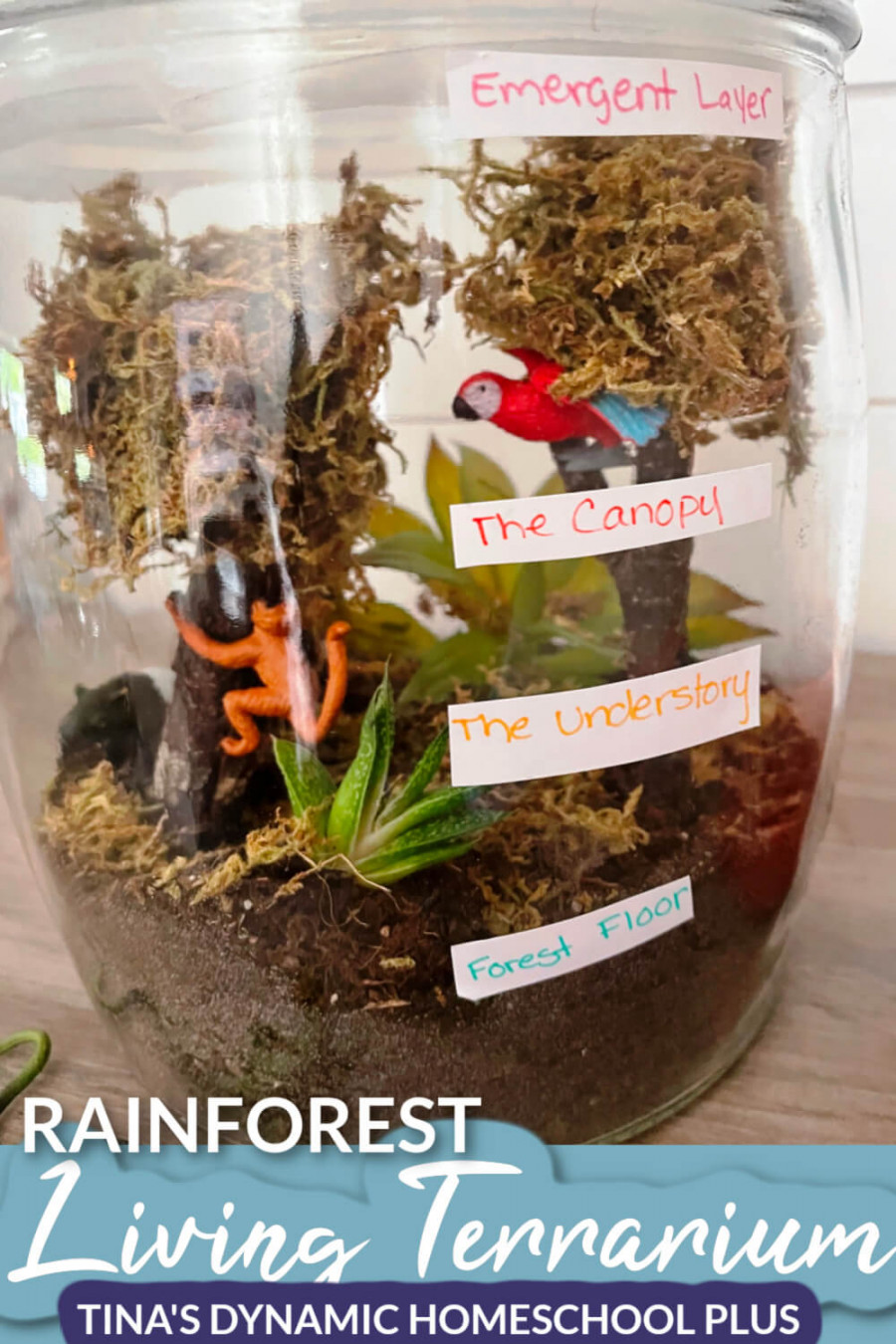 Rainforest Science Activities For Kindergarten Amazing and Fun