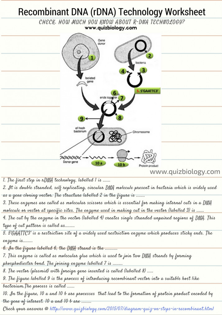 Recombinant DNA Technology Worksheet PDF