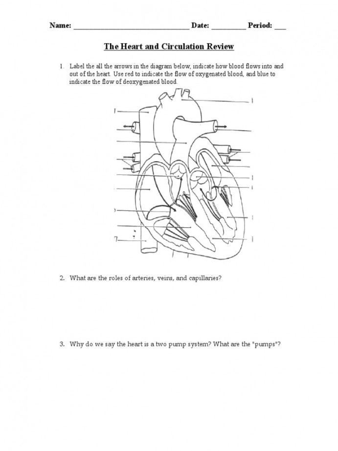 The Heart and Circulation Review  PDF