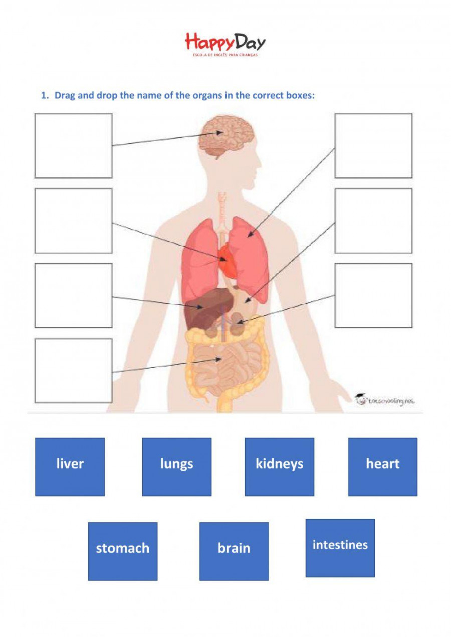 The Human Body - Internal Organs worksheet  Live Worksheets