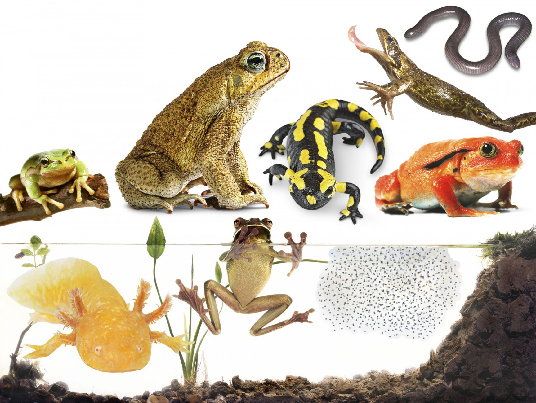 Types of Amphibians  Amphibians for Kids  DK Find Out