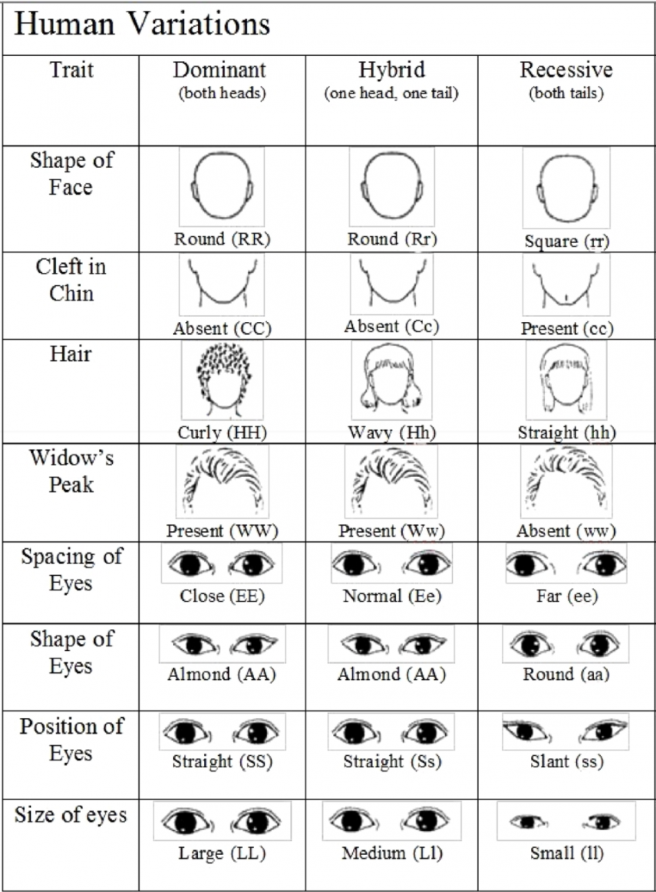 Variations on a Human Face - Biology LibreTexts