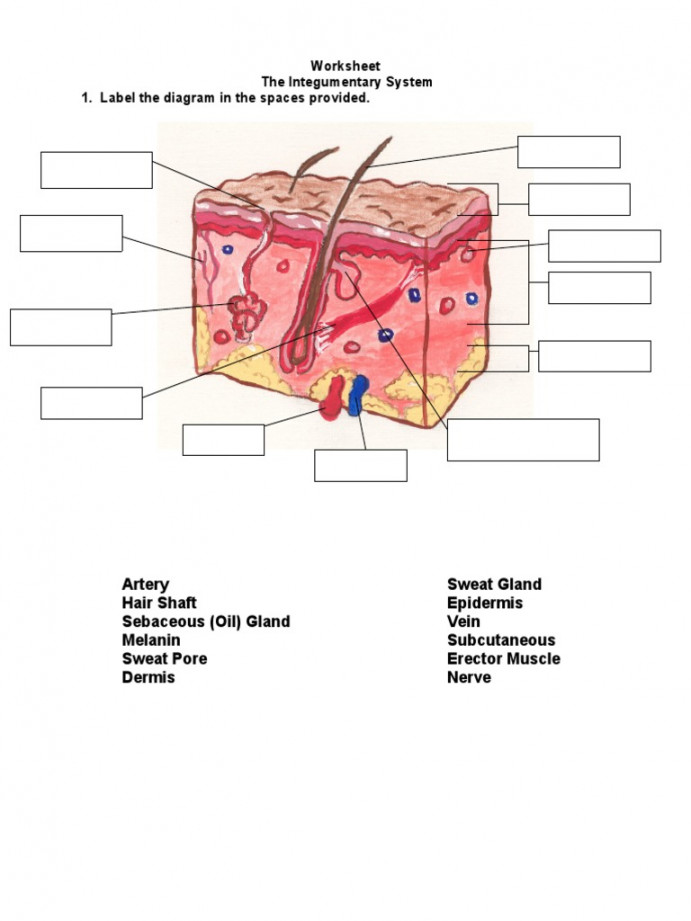 Worksheet The Integumentary System  PDF