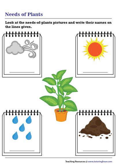 50+ Custom What A Plant Needs To Grow Worksheet 12
