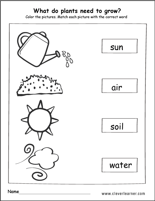 50+ Custom What A Plant Needs To Grow Worksheet 44