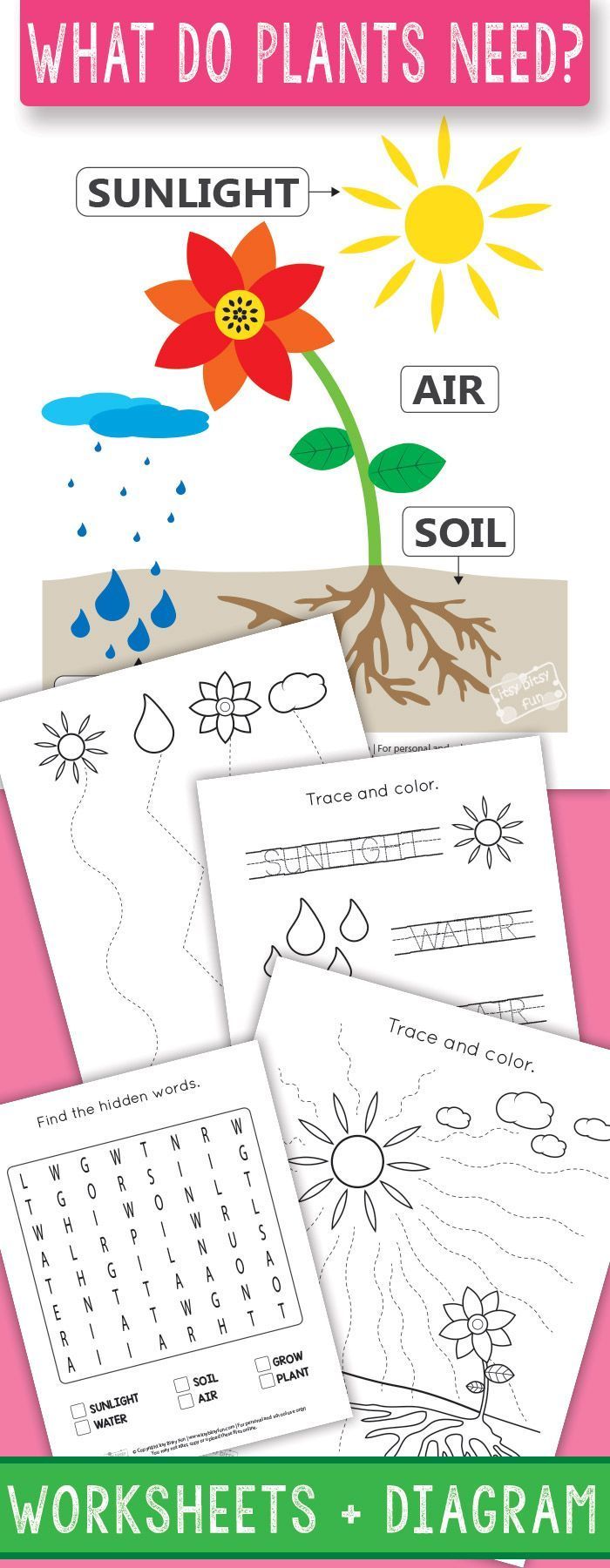 50+ Custom What A Plant Needs To Grow Worksheet 47