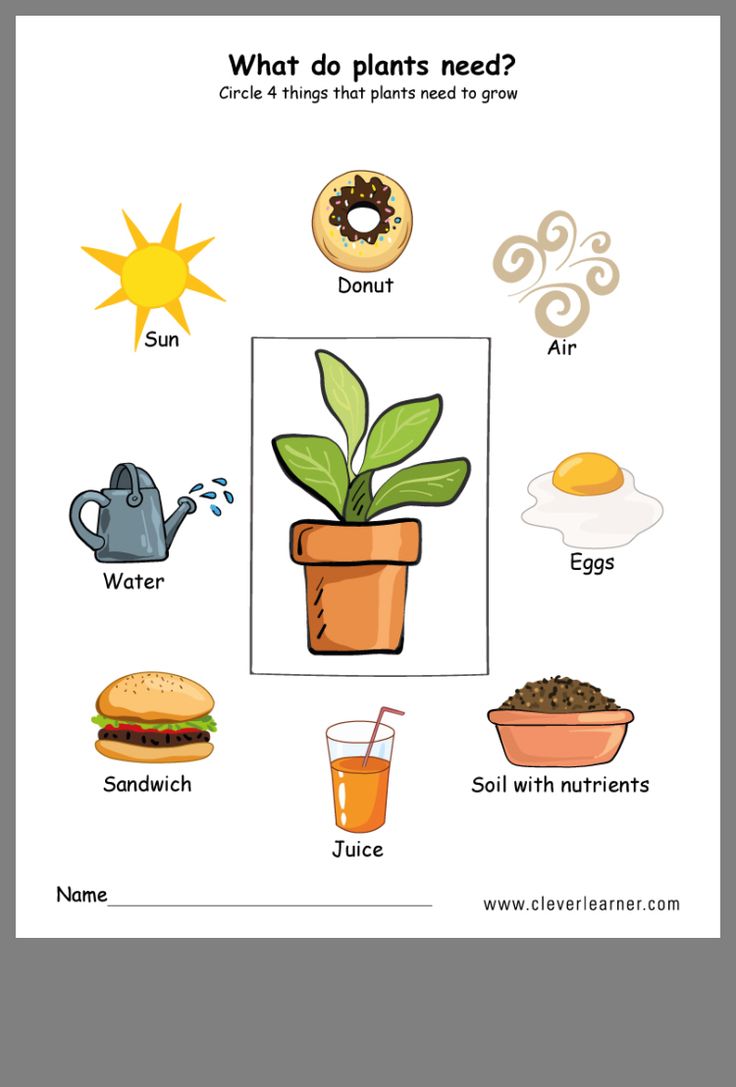 50+ Custom What A Plant Needs To Grow Worksheet 50