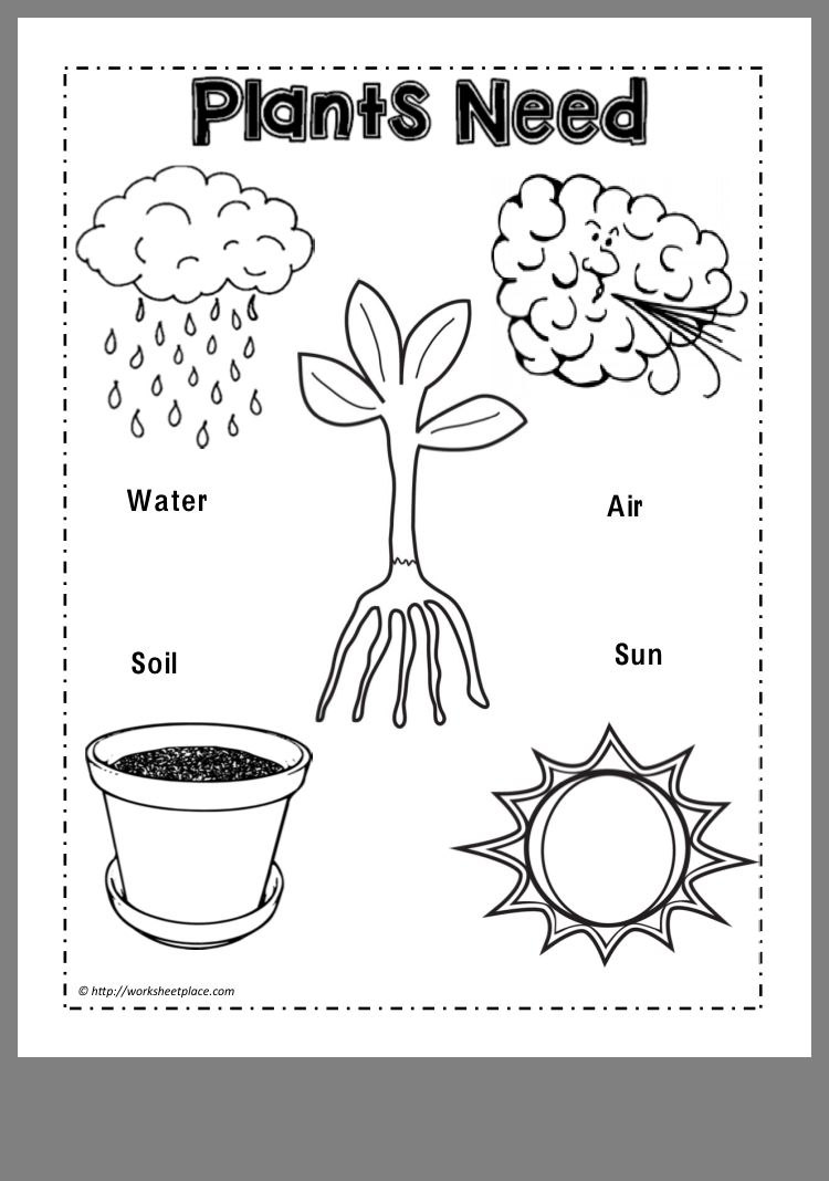 50+ Custom What A Plant Needs To Grow Worksheet 56