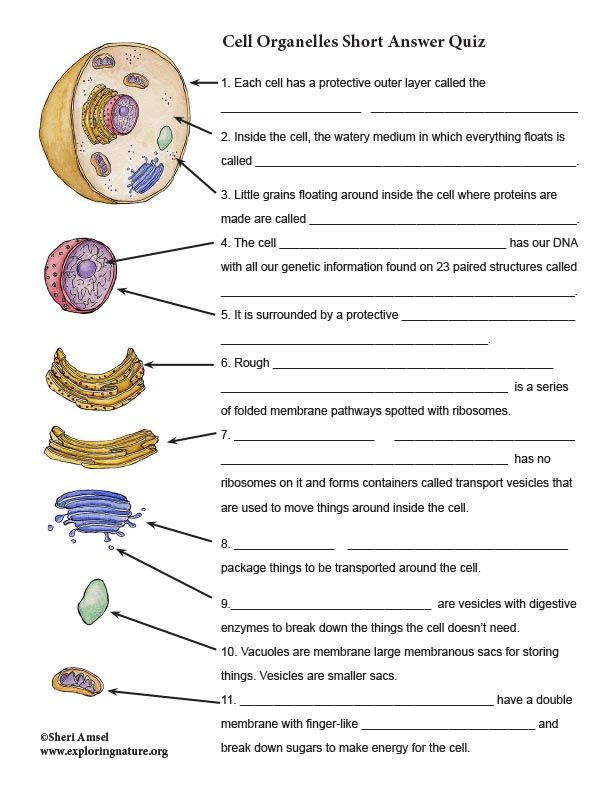 A Cell A Bration Worksheet Answers 102