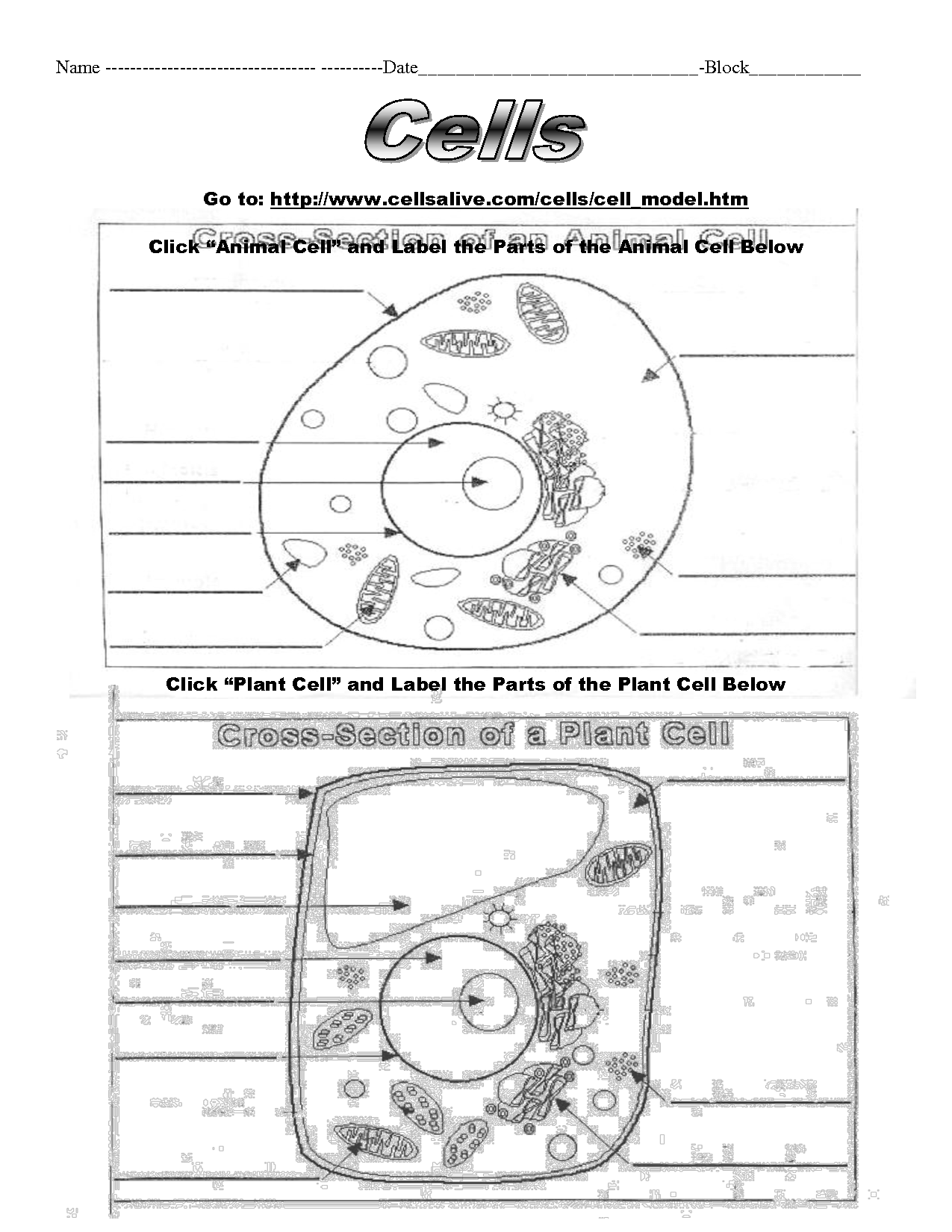 A Cell A Bration Worksheet Answers 103
