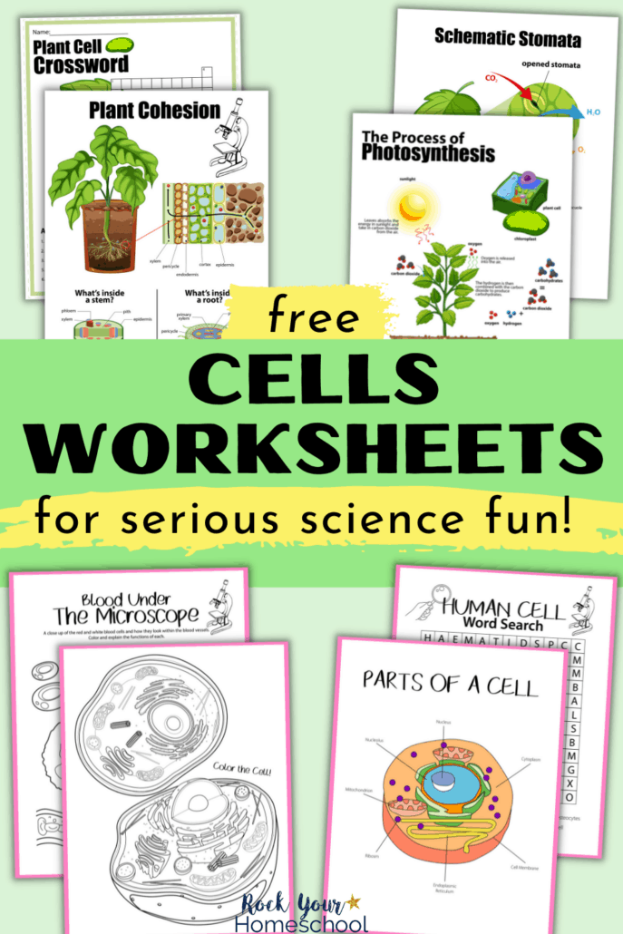 A Cell A Bration Worksheet Answers 106