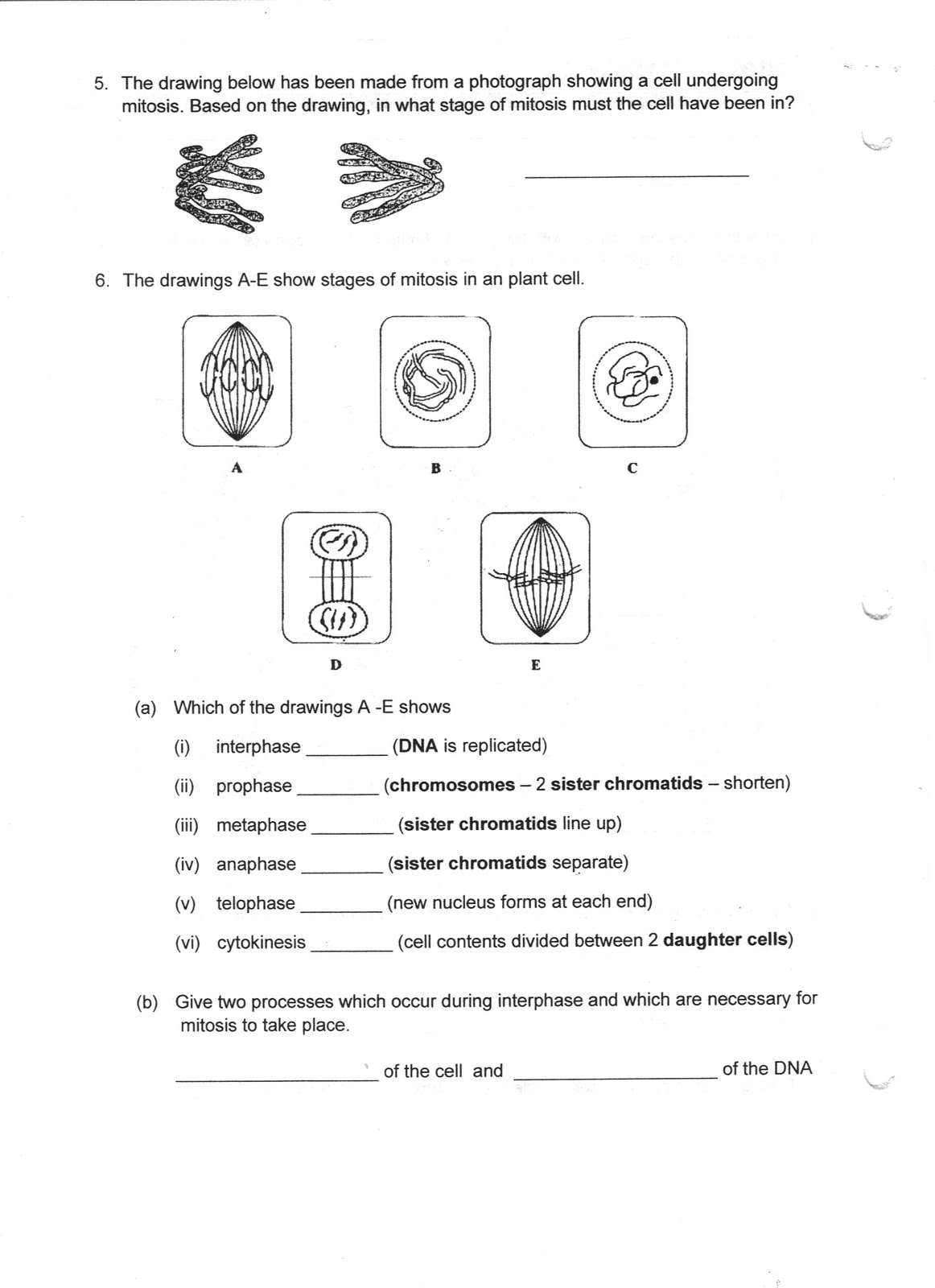 A Cell A Bration Worksheet Answers 108