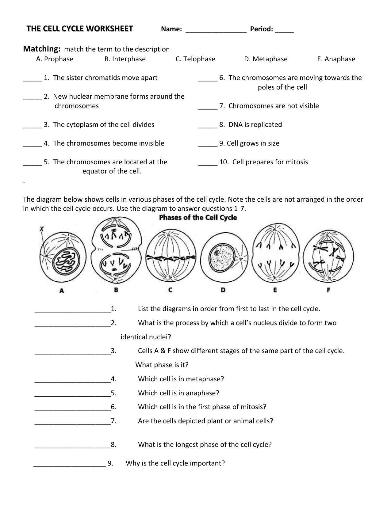 A Cell A Bration Worksheet Answers 29