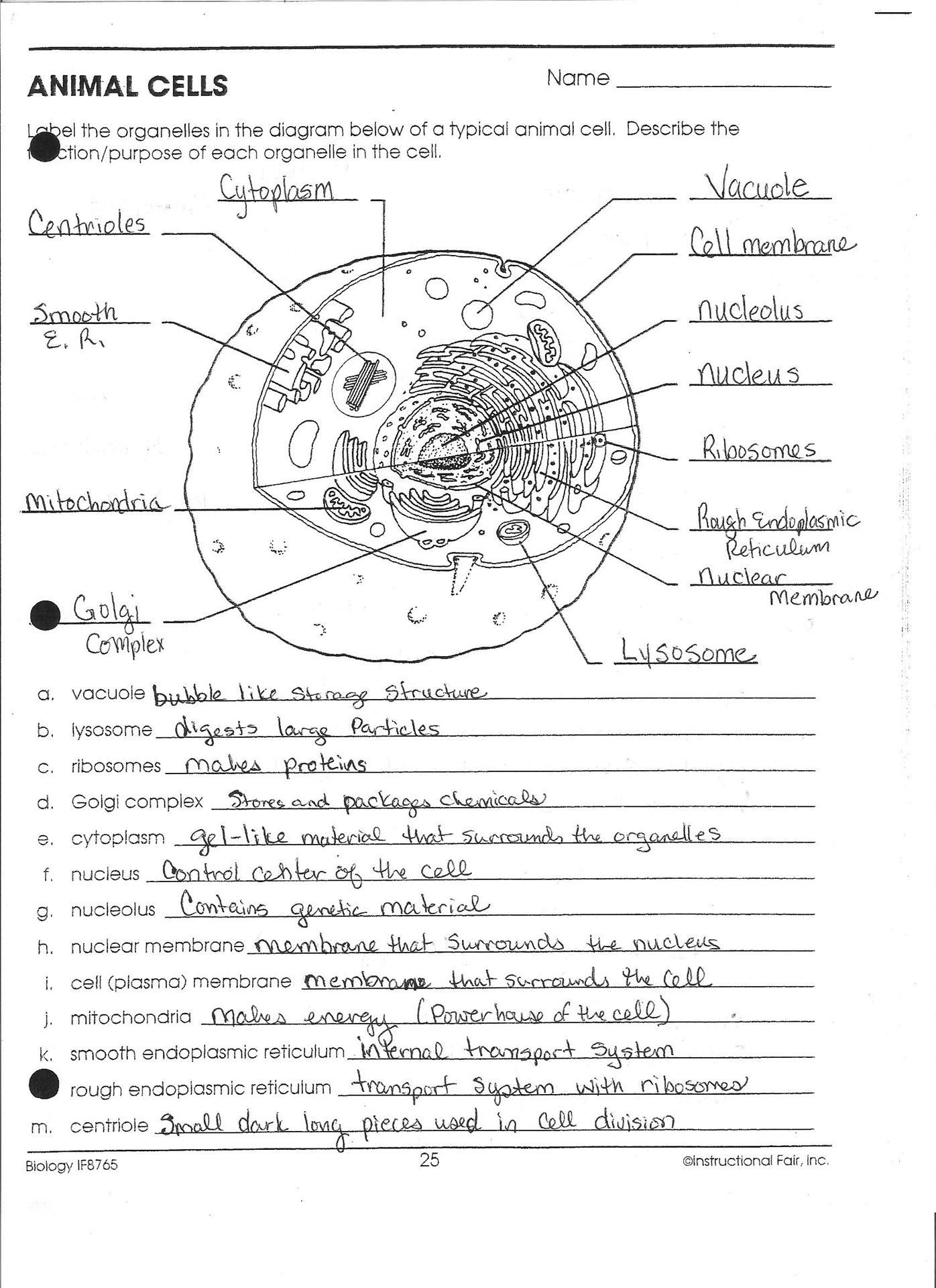 A Cell A Bration Worksheet Answers 93