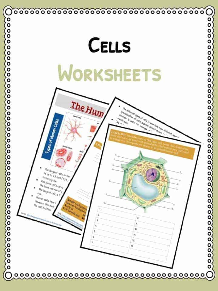 A Cell A Bration Worksheet Answers 94