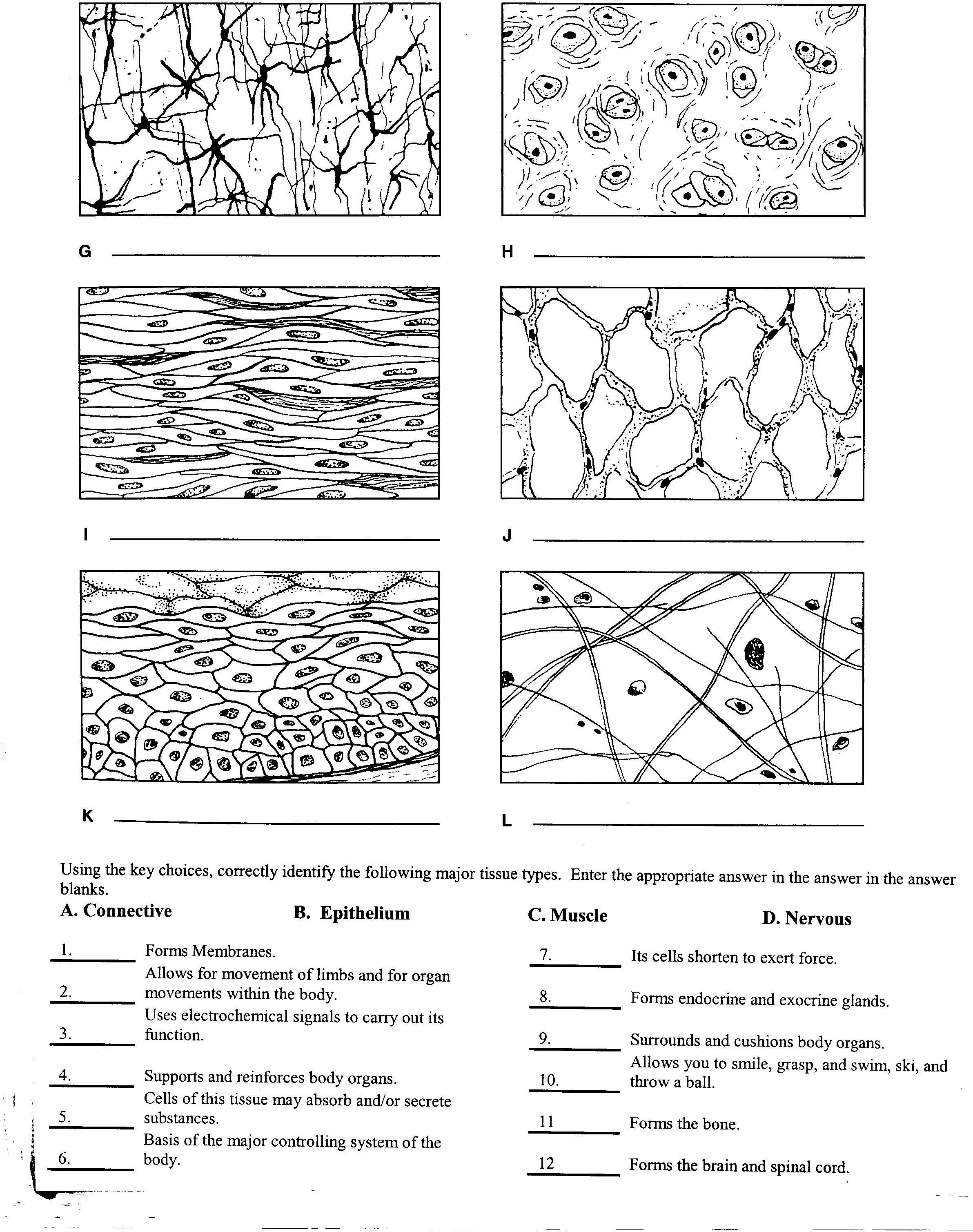 A Cell A Bration Worksheet Answers 95