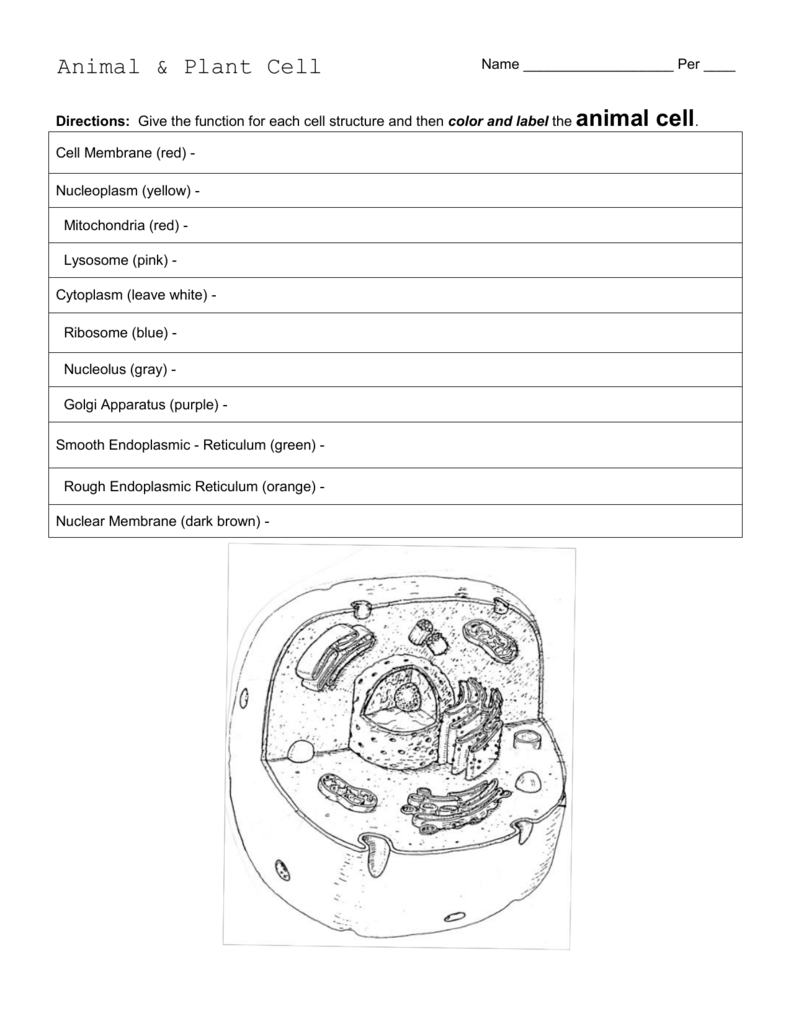 A Cell A Bration Worksheet Answers 96
