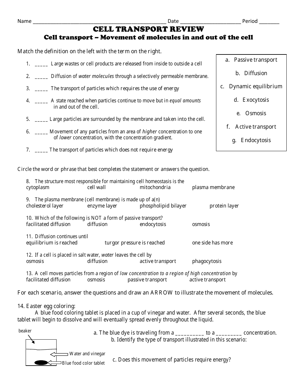 A Cell A Bration Worksheet Answers 99